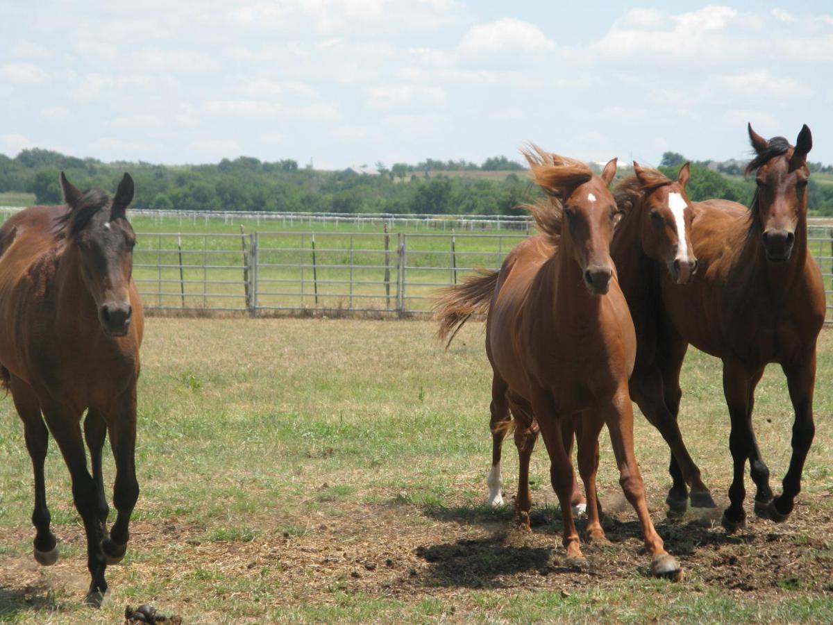 Imbersago Agriturismo Monsereno Horses מראה חיצוני תמונה